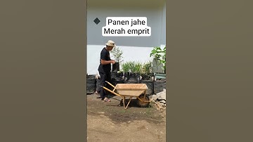 #short panen jahe merah dalam polybag.