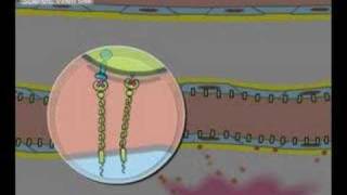 Leukocytes