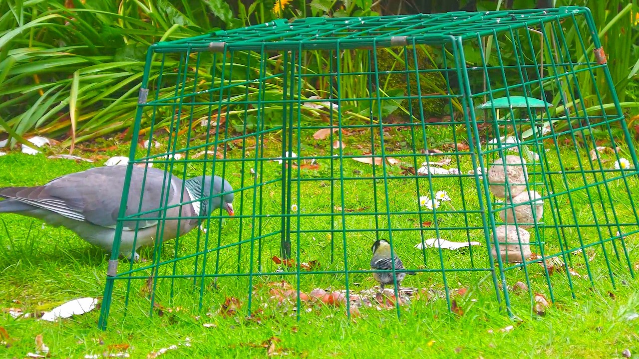 🦅Garden wildlife Dunoon.🐿️​
