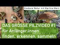 Großes Pilzvideo #1 für Anfänger:innen: Essbare, giftige und andere Pilze im September