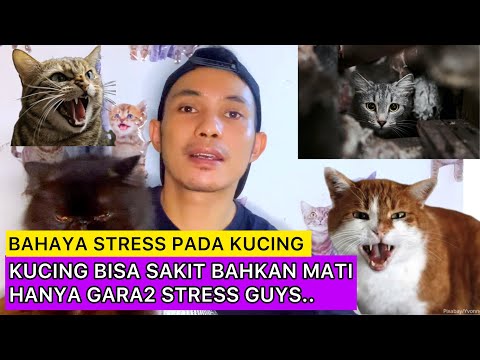 KUCING SAKIT KARENA STRESS Penyebab kucing stress ciri2 kucing stress mengatasi kucing stress