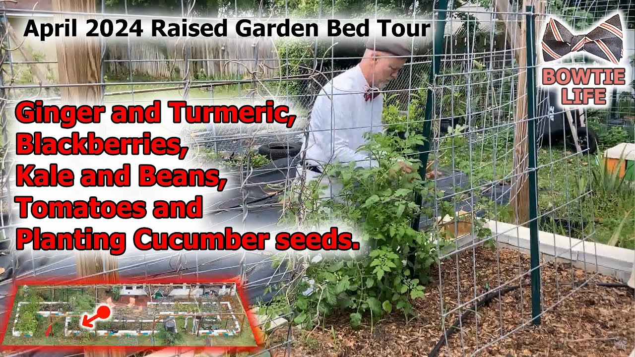 April 2024 Raised Bed Garden Tour (3 of 3) Ginger, beans, tomatoes, hot ...