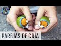 COMO AFRONTAR LA ÉPOCA DE CRÍA | Diamante de Gould | @AviarioVera