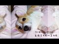 ノエさん生後2カ月~3カ月【コーギー】