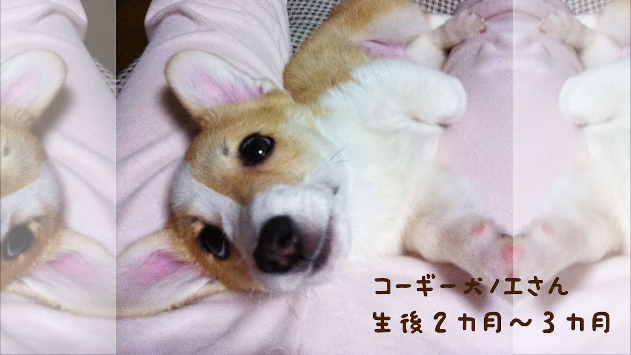 ノエさん生後2カ月 3カ月 コーギー Youtube ノエさん生後2カ月 3カ月 コーギー Youtube