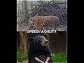 Siberian tiger vs fodders  shorts edit animals wildlife