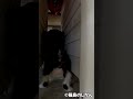 ポポちゃんに連れていかれてしまったオリ君 #shorts #猫 #cat #cats