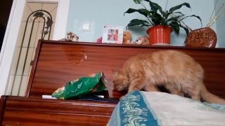 Кот ворует чипсы пока я сплю // Cat steals chips Кот ворует чипсы пока я сплю // Cat steals chips