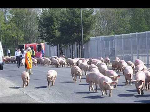 nohavica tri cunici mp3 nohavica tri cunici mp3