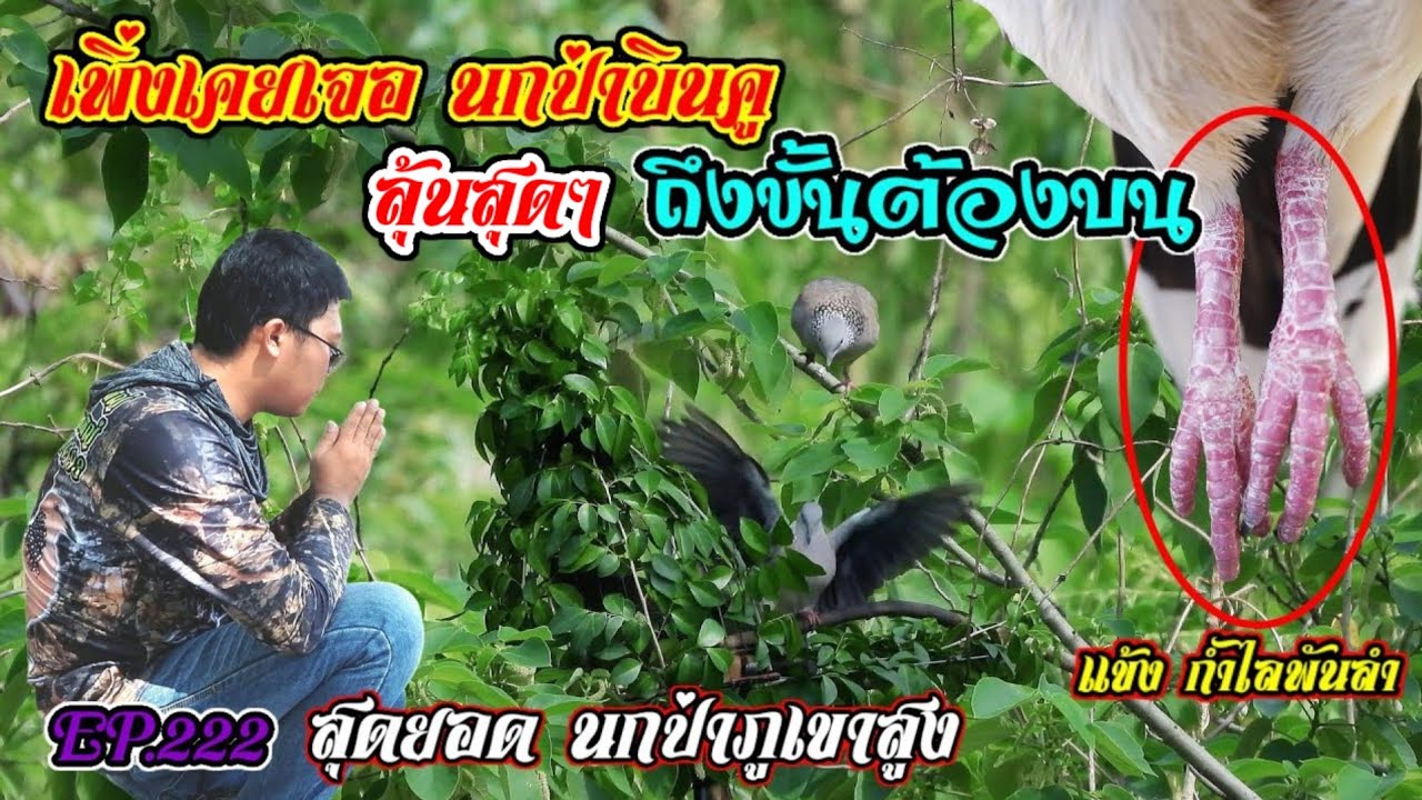 เพิ่งเคยเจอ นกป่าบินคู ถึงขั้นต้องบน | แข้งกำไรพันลำ คูอ่าง เรียกคำคูคำ EP.222
