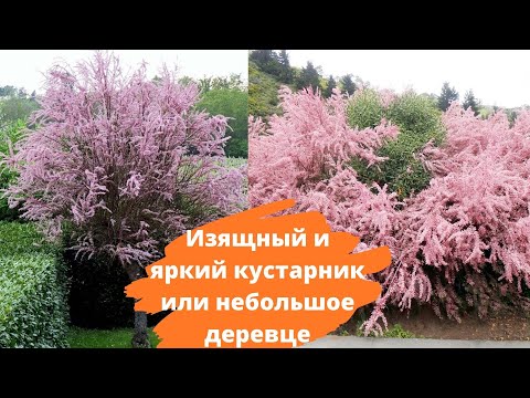 Видео: Тамариск вечнозелено растение ли е?