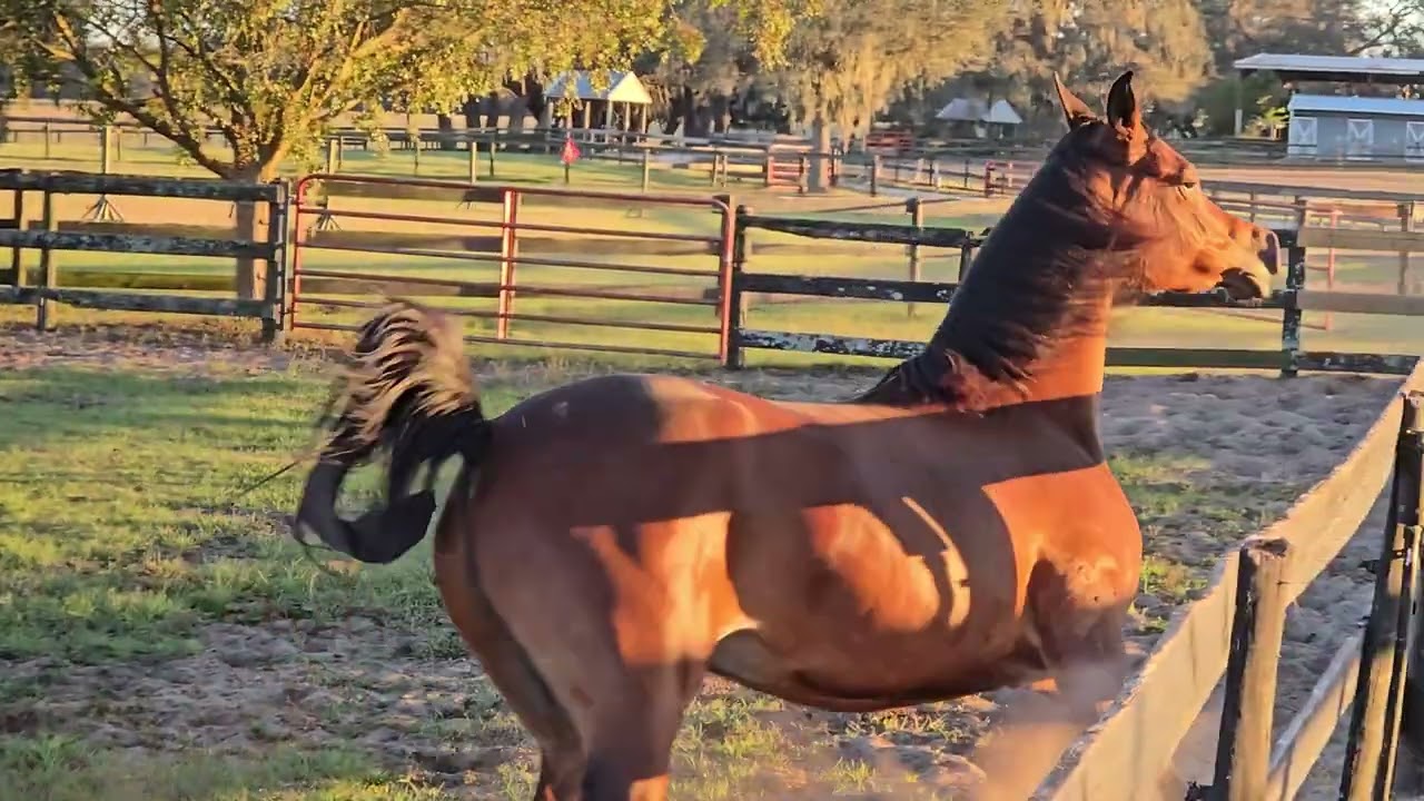 MD Zaahira 11/28/2025