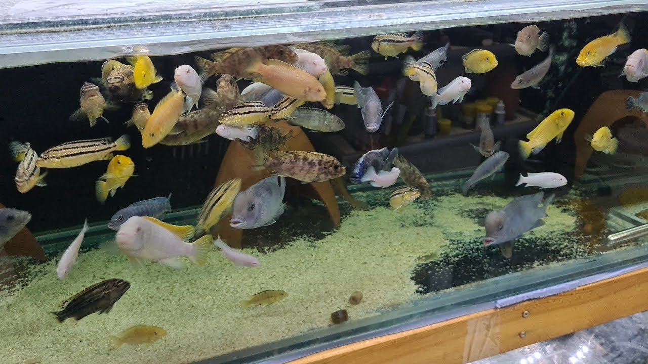 BALIK KUSTURUYORUZ GRAŞAKİ CİKLET