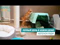 Первый день котенка в новом доме - Курильский бобтейл Руди