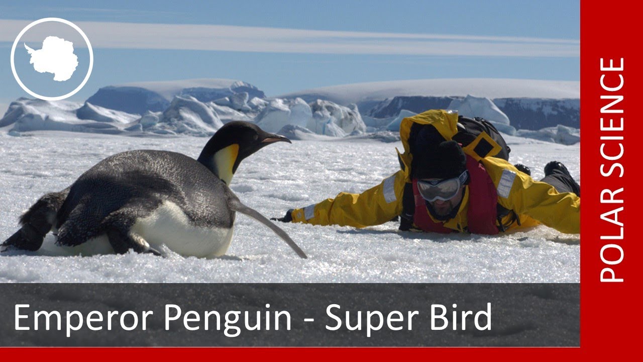 Emperor Penguin - Super Bird 