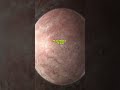 Planet kerdil terjauh
