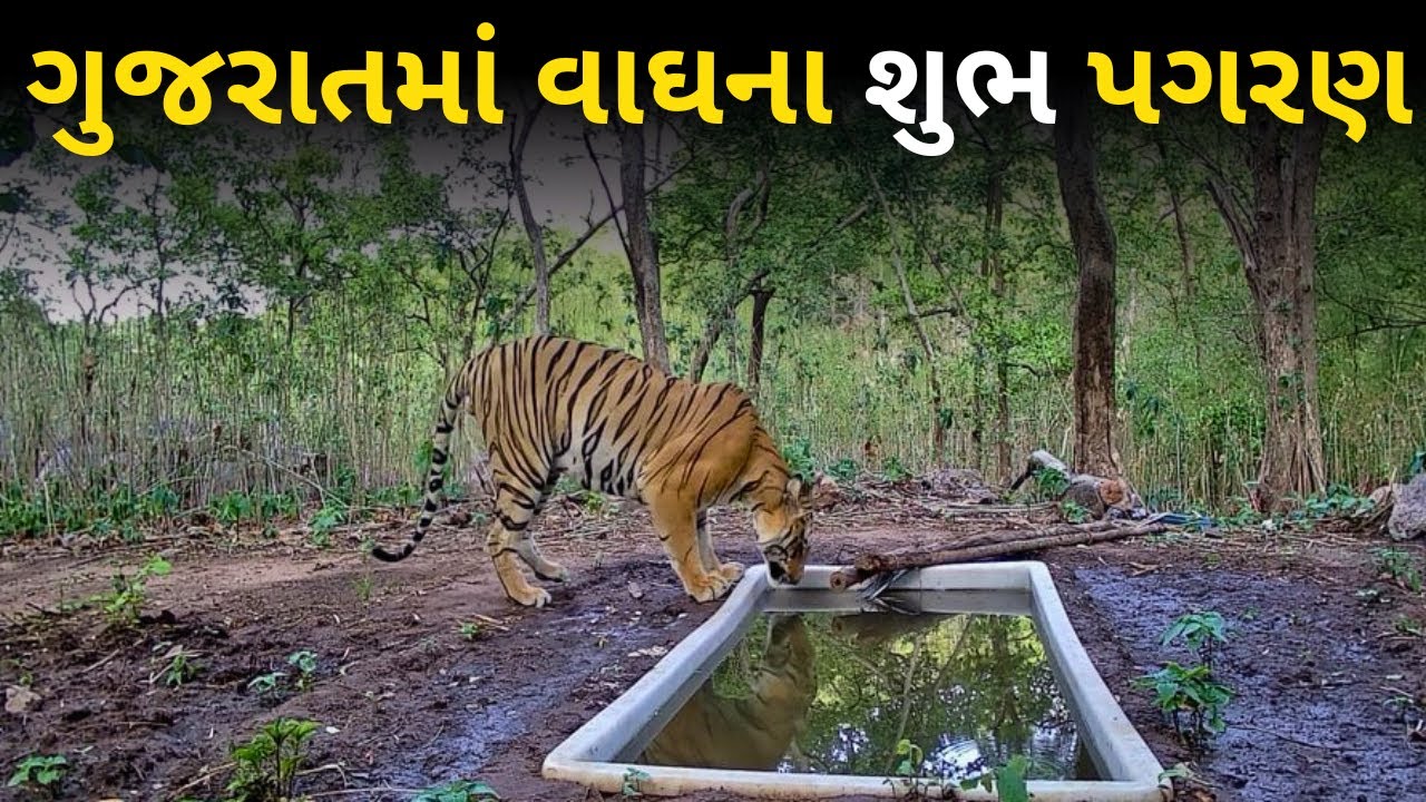 Gujarat reinstated as Tiger state after three decades