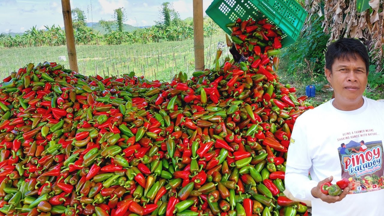 Paano Maparami ang Bunga at Harvest sa Bell Pepper