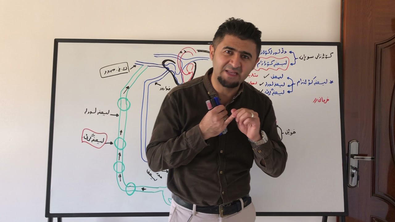 زیندەزانی پۆلی١٢  بەندی دووەم// لیمفە کۆئەندام+ پرسیاری وزاری   م.بارزان حمدامین-ڕانیە