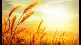The LORD of the Harvest — I AM!