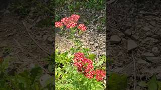 산골농막에 핀 예쁜꽃들~ #힐링 #산골 #nature #귀촌생활 #시골 #농막