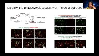 Talk: Adult Zebrafish Possess Two Phenotypically and Functionally Distinct Microglial Populations