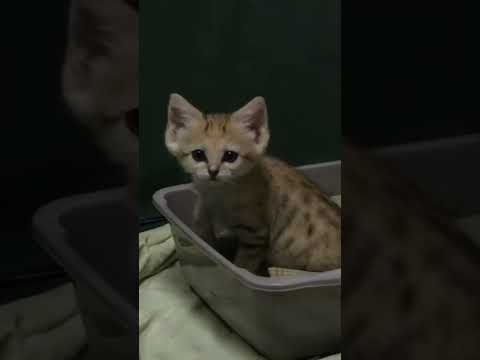 Welcoming New Sand Cats to The Zoo! | The Zoo