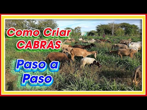 Video: Criar cabras: cría y bromas