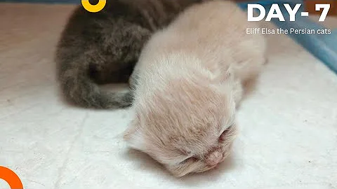 Video 4373981: british longhair cat grooming, british longhair babies, born persian cat kitten, baby cat reaction