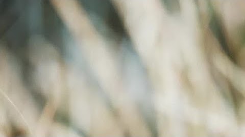 Nature Background Stock Video