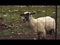 The Screaming Shaun Sheep