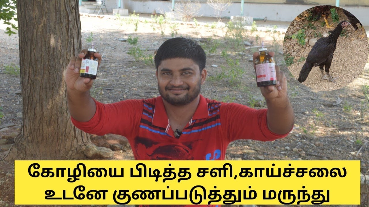 கோழியின் சளி,காய்ச்சலை உடனே சரி செய்யும் மருந்து | Poultry Treatment