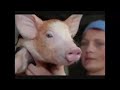 كيف صنعت مراحل ذبح الخنازير وصناعة الجيلاتين ومنتجاته الغذئية بالفيديو حصرى