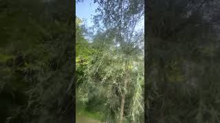 My weeping willow tree