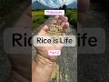 Rice is Life Philippines #philippines #buhayprobinsya #ricefarming #bicol #riceharvesting #pinoy