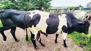 FEIRA DO GADO EM CRUZES-PE   15-06-2026  #nordeste