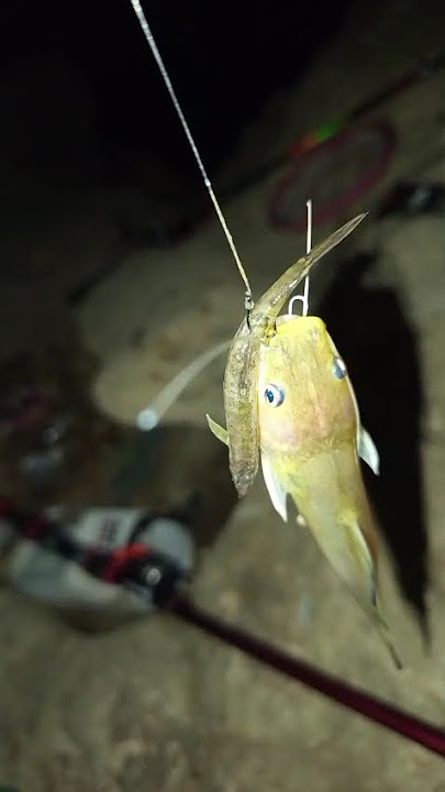 Download lagu konsep pe piye kang gak makan ikan cuma nyantel doang lokasi sungai bogowonto purworejo #mancing