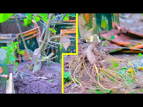 Video Đào cây Dâu để cắt lại Đế ai ngờ Rễ đẹp quá nên lại... - youtube
