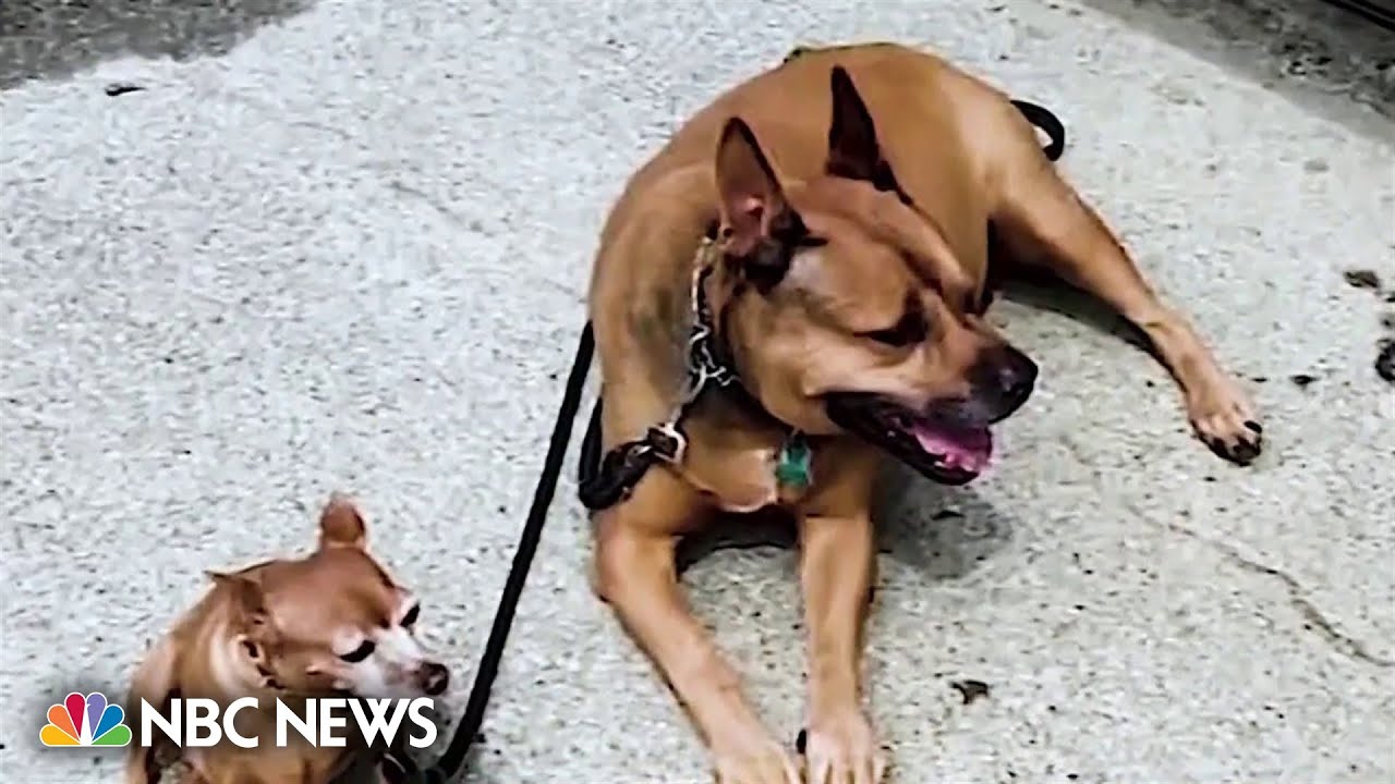 Dog fatally stabbed in Central Park after verbal dispute
