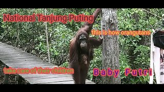 Sweet Mother And Child Orangutan Named Futri In Tanjung Puting National Park,