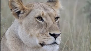 Lioness Rests Under Soft Overcast Light | Quiet Wildlife Observation screenshot 5