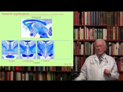 Lecture 7.  The Hypothalamus and the Autonomic Nervous System Structure, Function and Dysfunction