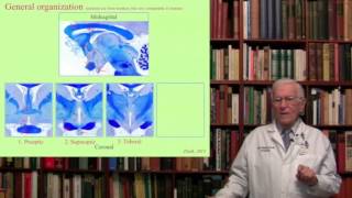 Lecture 7.  The Hypothalamus and the Autonomic Nervous System Structure, Function and Dysfunction