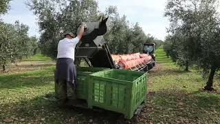 Strojno Branje Maslina U Masliniku Oio Vivo