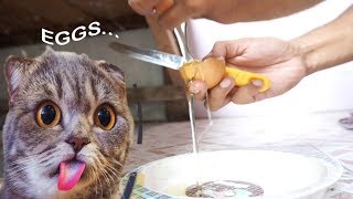 Time to feed egg for cats mixed fed can be defined as serving food a
twice-daily meal and dry is freely available. advantages: combination
feedin...