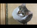 オレの彼女(猫)は返事が可愛すぎる。