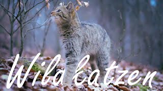 Searching for the European wildcat in Thuringia