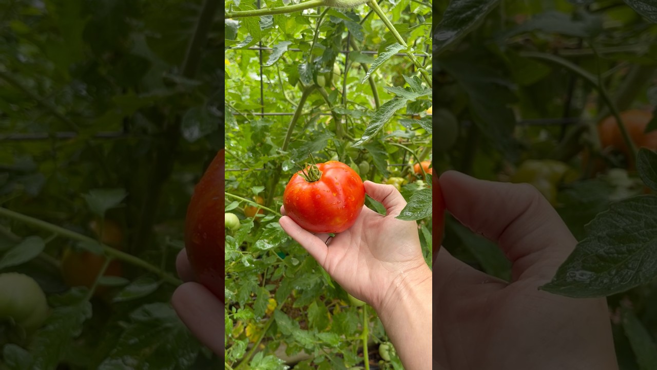 Uploads from From Seed to Spoon Garden Planning App