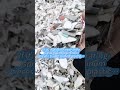 Efficient Removal of Springs &amp; Aluminum from Plastic Streams ♻️ #sensort #factory   #recycling