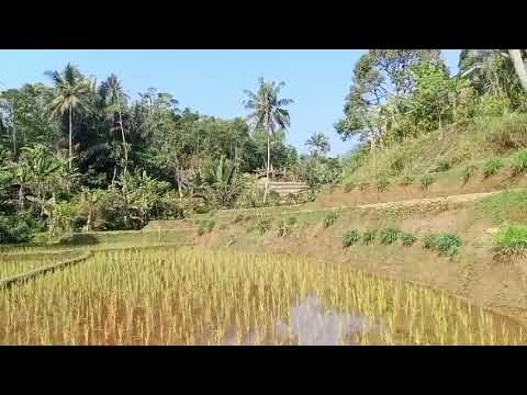 SEJUKNYA PEMANDANGAN SAWAH DI PEDESAAN || KP CISAPI